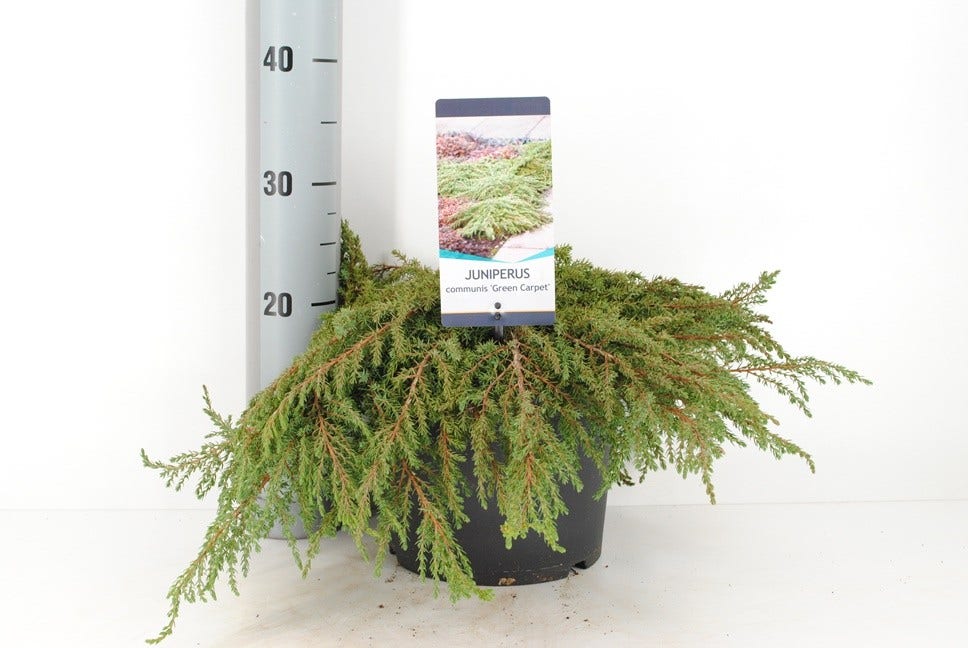  Jeneverbes (Juniperus Communis 'Green Carpet')