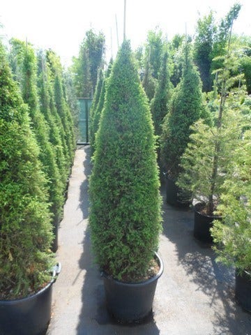  Jeneverbes (Juniperus Communis 'Hibernica')