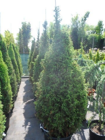  Jeneverbes (Juniperus Communis 'Hibernica')