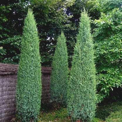  Jeneverbes (Juniperus Communis 'Suecica')