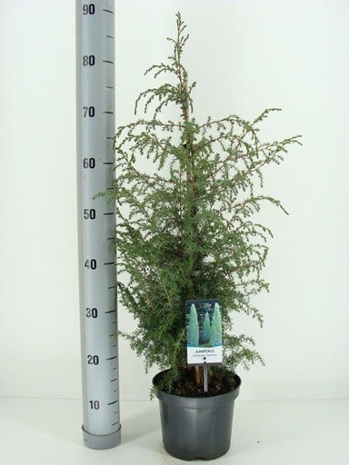  Jeneverbes (Juniperus Communis 'Suecica')