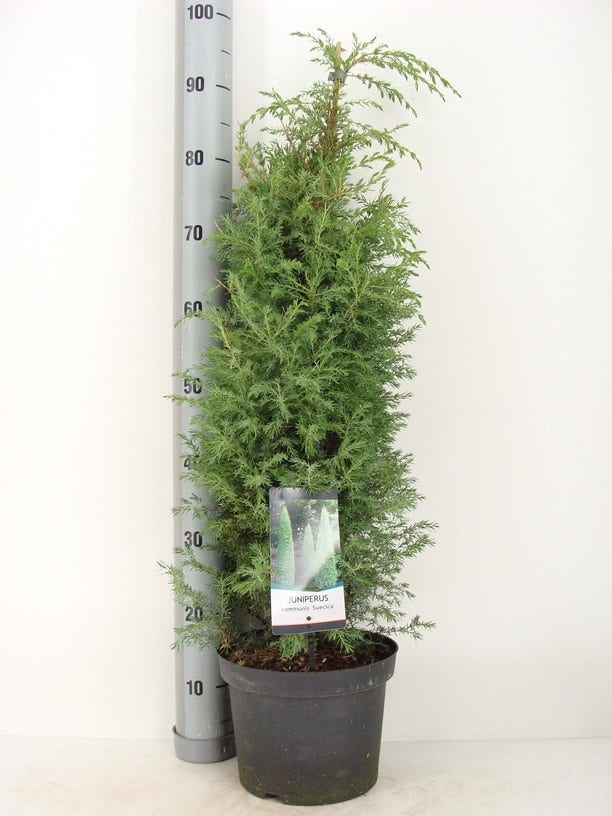 Jeneverbes (Juniperus Communis 'Suecica')