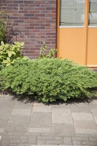  Kustjeneverbes (Juniperus Conferta 'Schlager' (Blue Pacific))