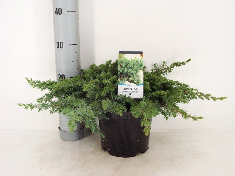  Kustjeneverbes (Juniperus Conferta 'Schlager' (Blue Pacific))