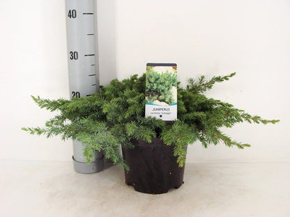  Kustjeneverbes (Juniperus Conferta 'Schlager' (Blue Pacific))