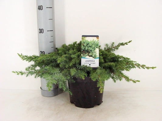  Kustjeneverbes (Juniperus Conferta 'Schlager' (Blue Pacific))