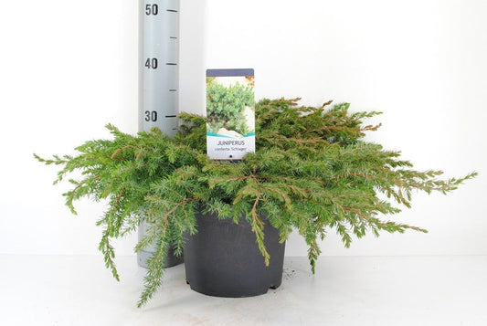  Kustjeneverbes (Juniperus Conferta 'Schlager' (Blue Pacific))