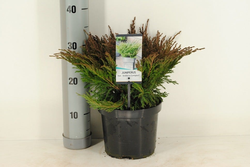  Jeneverbes (Juniperus Horizontalis 'Andorra Compact')