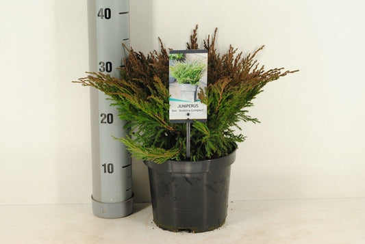  Jeneverbes (Juniperus Horizontalis 'Andorra Compact')
