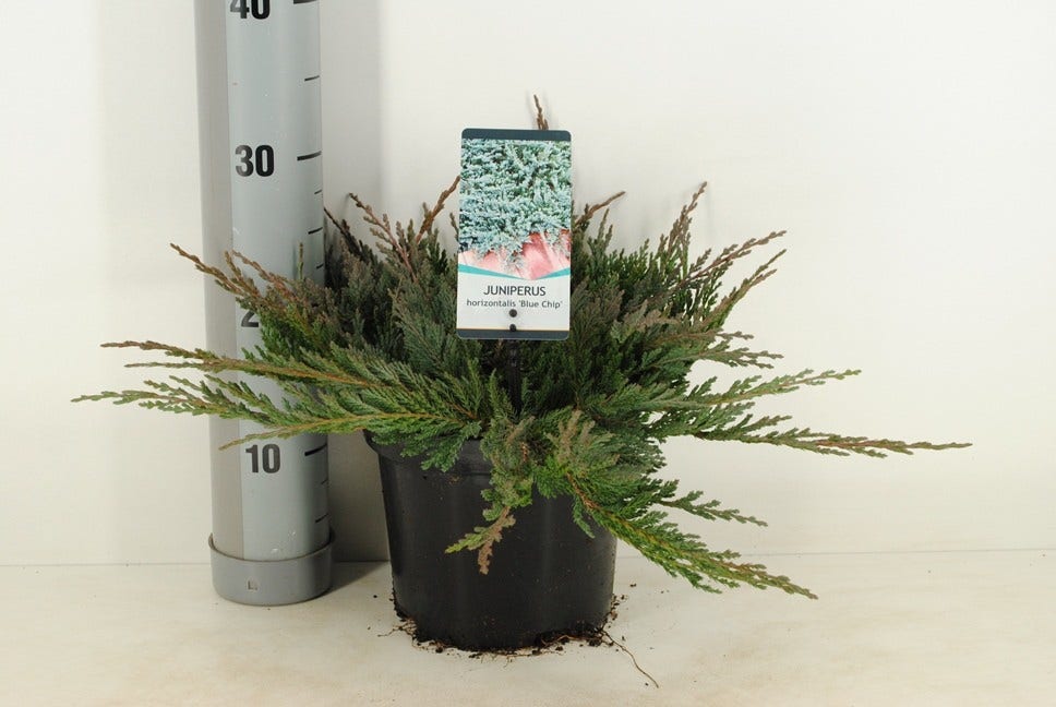  Jeneverbes (Juniperus Horizontalis 'Blue Chip')