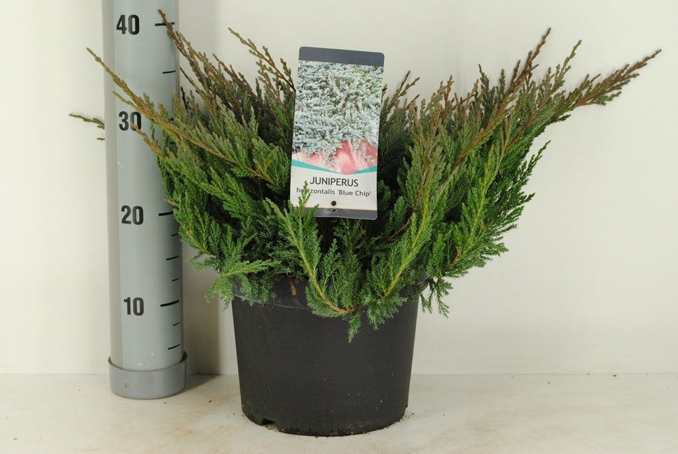  Jeneverbes (Juniperus Horizontalis 'Blue Chip')