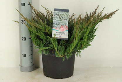  Jeneverbes (Juniperus Horizontalis 'Blue Chip')