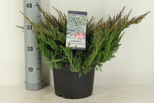  Jeneverbes (Juniperus Horizontalis 'Blue Chip')
