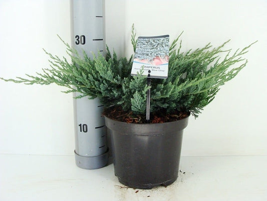  Jeneverbes (Juniperus Horizontalis 'Blue Chip')