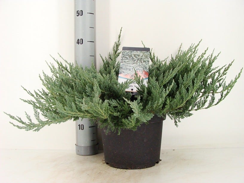  Jeneverbes (Juniperus Horizontalis 'Blue Chip')