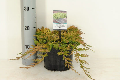  Jeneverbes (Juniperus Horizontalis 'Golden Carpet')