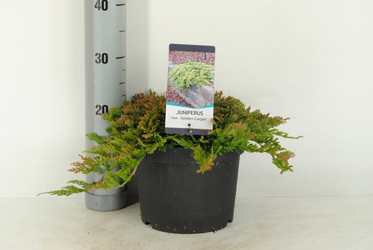  Jeneverbes (Juniperus Horizontalis 'Golden Carpet')