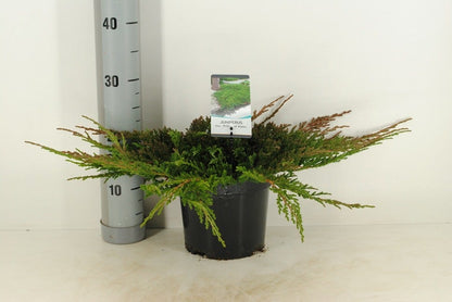  Jeneverbes (Juniperus Horizontalis 'Prince Of Wales')