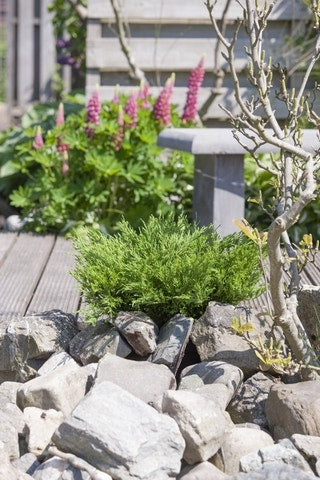  Jeneverbes (Juniperus Horizontalis 'Andorra Compact')