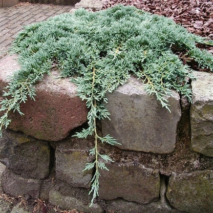  Jeneverbes (Juniperus Horizontalis 'Icee Blue')