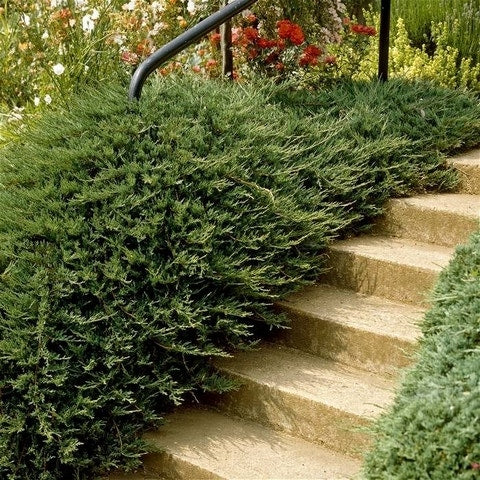  Jeneverbes (Juniperus Horizontalis 'Prince Of Wales')
