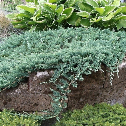  Jeneverbes (Juniperus Horizontalis 'Wiltonii')