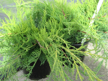  Jeneverbes (Juniperus Media 'Old Gold')