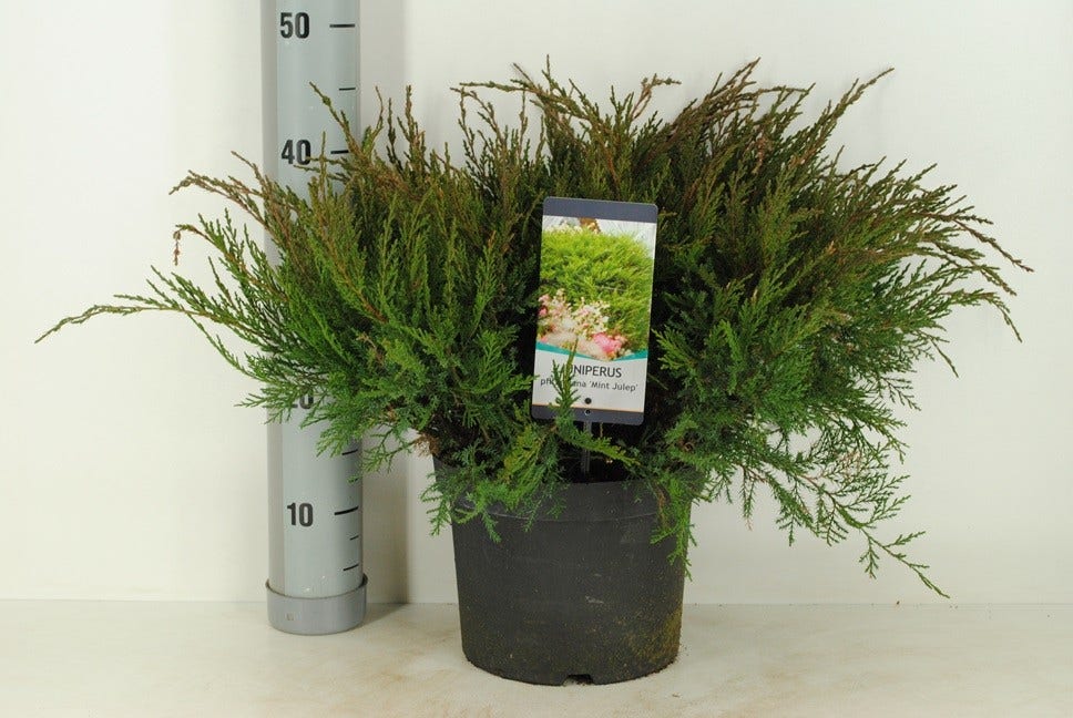  Jeneverbes (Juniperus Media 'Mint Julep')