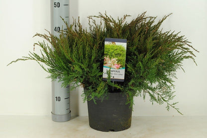  Jeneverbes (Juniperus Media 'Mint Julep')