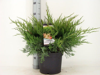  Jeneverbes (Juniperus Media 'Mint Julep')
