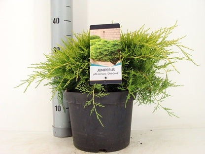  Jeneverbes (Juniperus Media 'Old Gold')