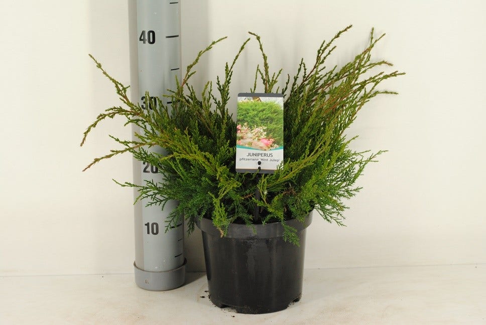  Jeneverbes (Juniperus Media 'Mint Julep')