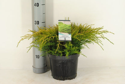  Jeneverbes (Juniperus Media 'Old Gold')