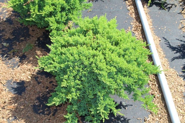  Jeneverbes (Juniperus Procumbens 'Nana')