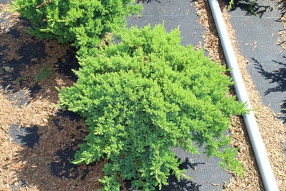  Jeneverbes (Juniperus Procumbens 'Nana')