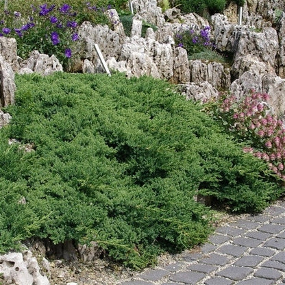  Jeneverbes (Juniperus Procumbens 'Nana')
