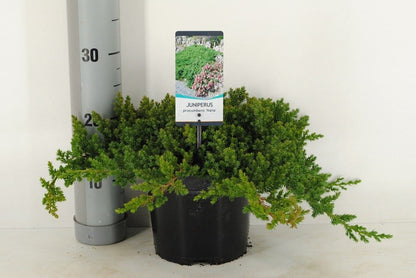  Jeneverbes (Juniperus Procumbens 'Nana')
