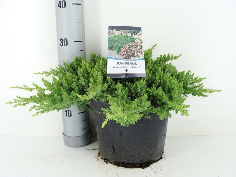  Jeneverbes (Juniperus Procumbens 'Nana')