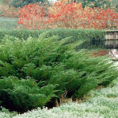  Sevenboom (Juniperus Sabina)