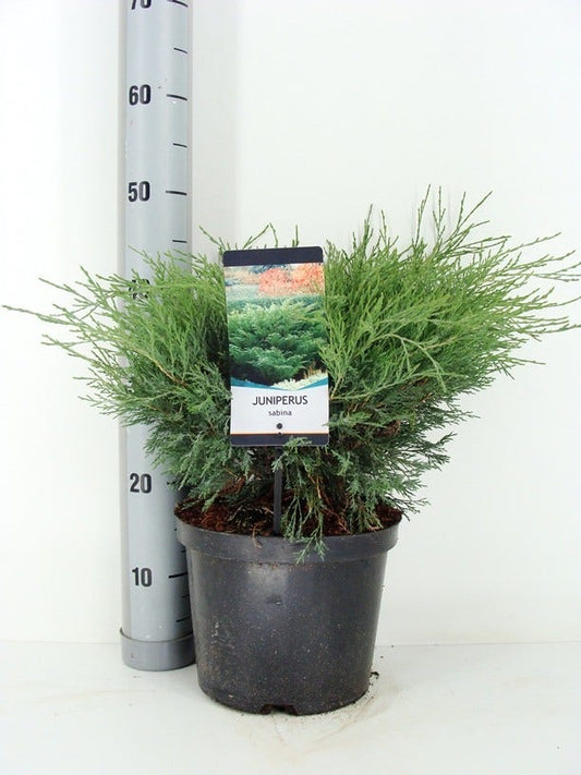  Sevenboom (Juniperus Sabina)