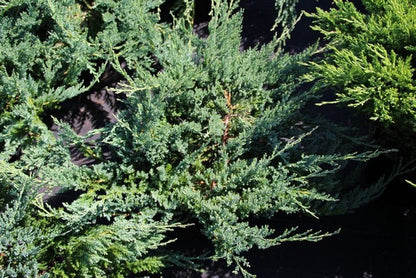  Sevenboom (Juniperus Sabina 'Tamariscifolia')