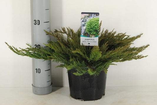  Sevenboom (Juniperus Sabina 'Tamariscifolia')