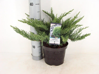  Sevenboom (Juniperus Sabina 'Tamariscifolia')