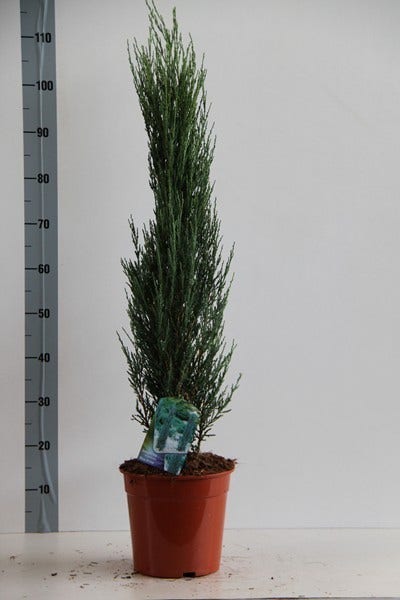  Jeneverbes (Juniperus Scopulorum 'Blue Arrow')