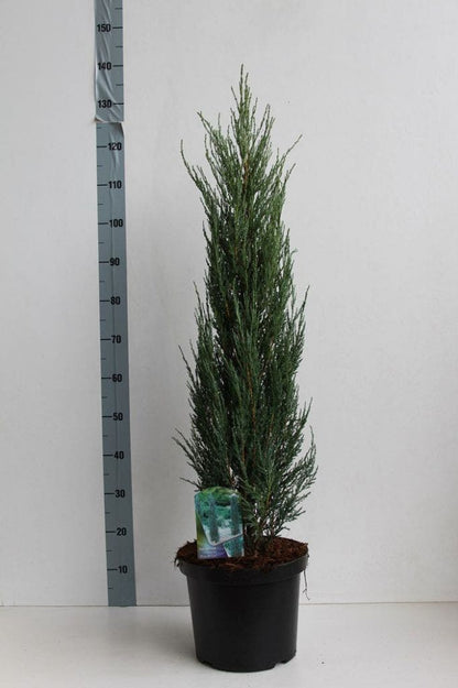  Jeneverbes (Juniperus Scopulorum 'Blue Arrow')