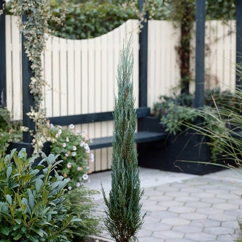  Jeneverbes (Juniperus Scopulorum 'Blue Arrow')