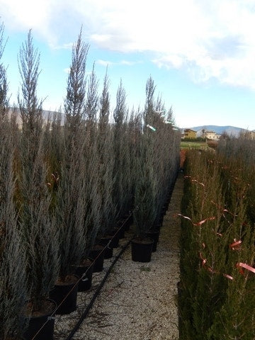  Jeneverbes (Juniperus Scopulorum 'Blue Arrow')