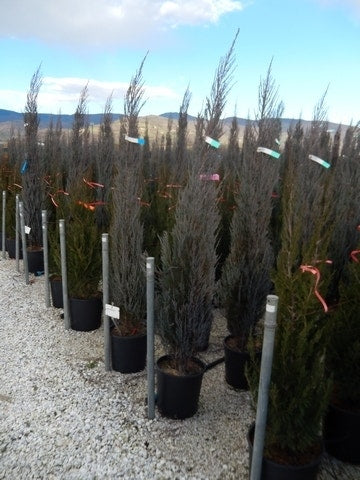  Jeneverbes (Juniperus Scopulorum 'Blue Arrow')