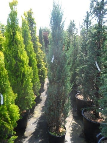  Jeneverbes (Juniperus Scopulorum 'Blue Arrow')