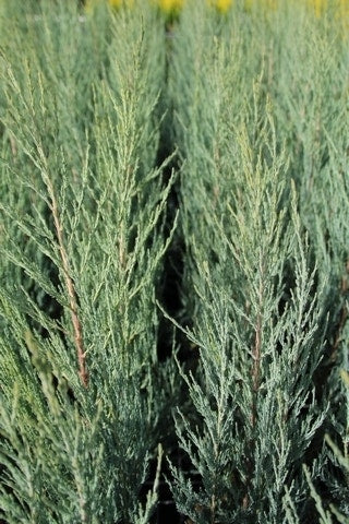  Jeneverbes (Juniperus Scopulorum 'Blue Arrow')